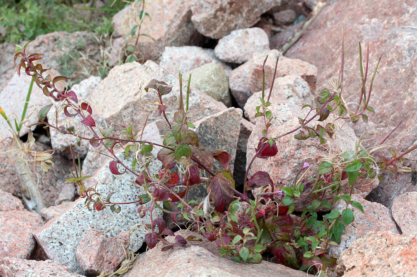 Изображение особи Epilobium cylindricum.