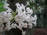 Phaleria clerodendron. Соцветие. Австралия, г. Брисбен, ботанический сад. 03.01.2016.