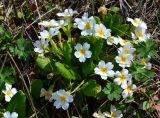 Primula vulgaris