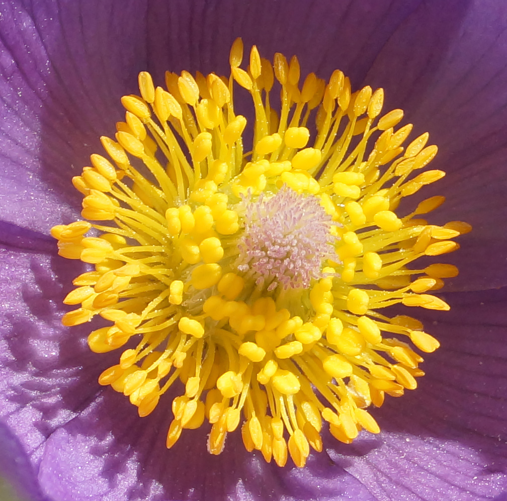 Image of Pulsatilla multifida specimen.