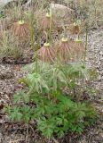 Pulsatilla ajanensis