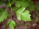 Crataegus sanguinea. Вершина вегетативного побега. Санкт-Петербург. 02.06.2009.