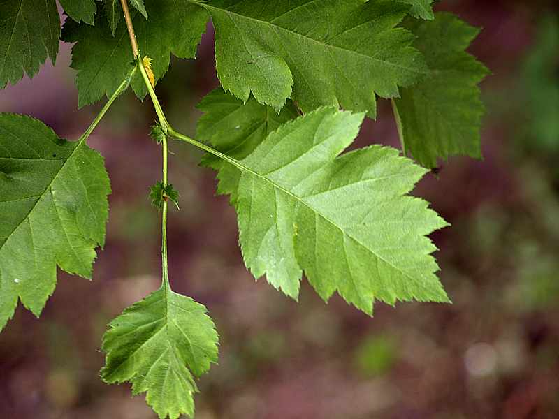 Image of Crataegus sanguinea specimen.