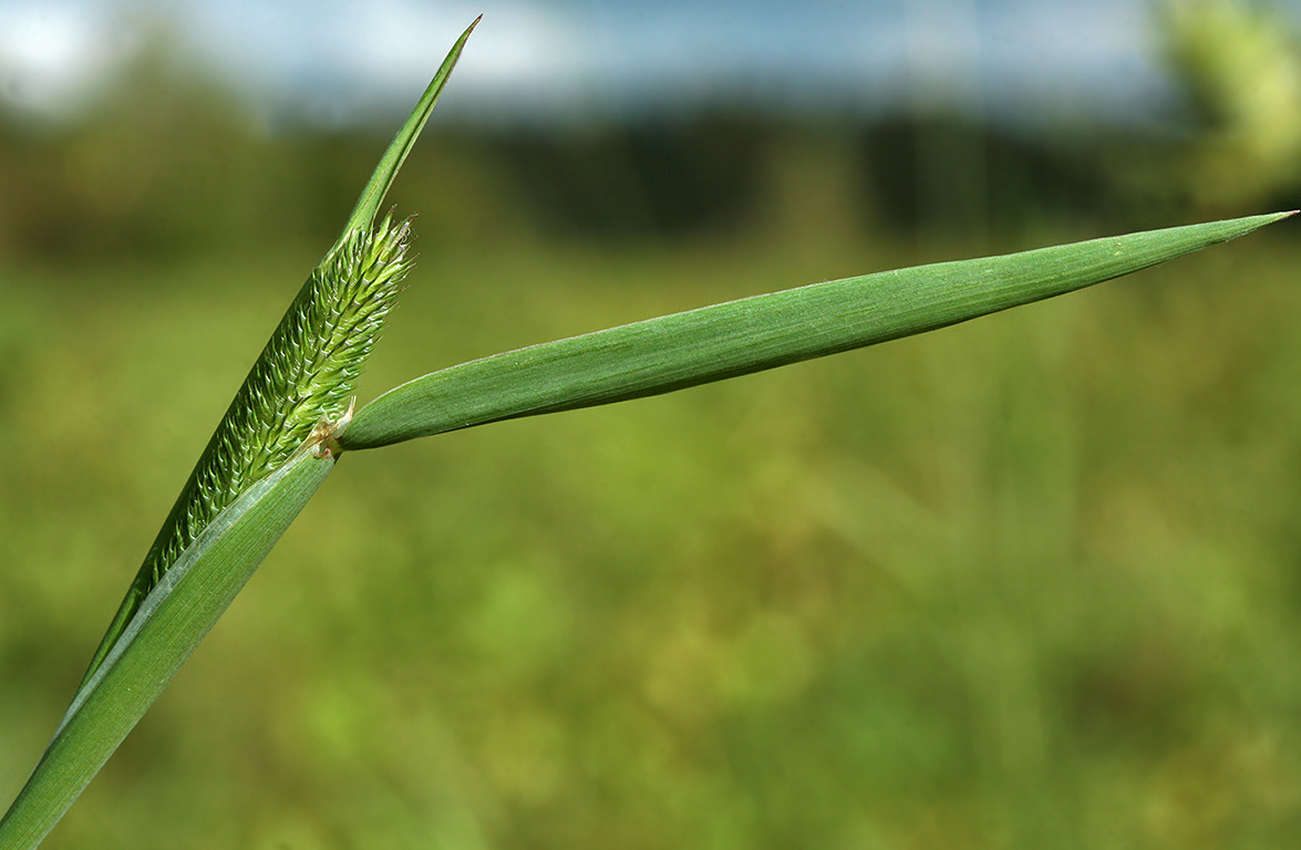 Image of Phleum pratense specimen.