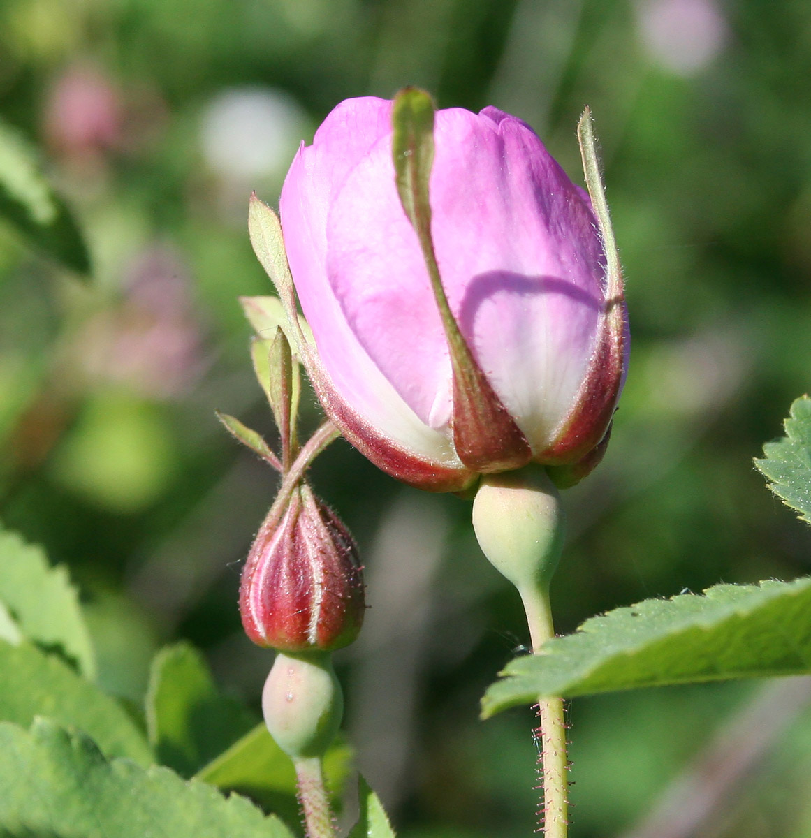 Image of Rosa acicularis specimen.