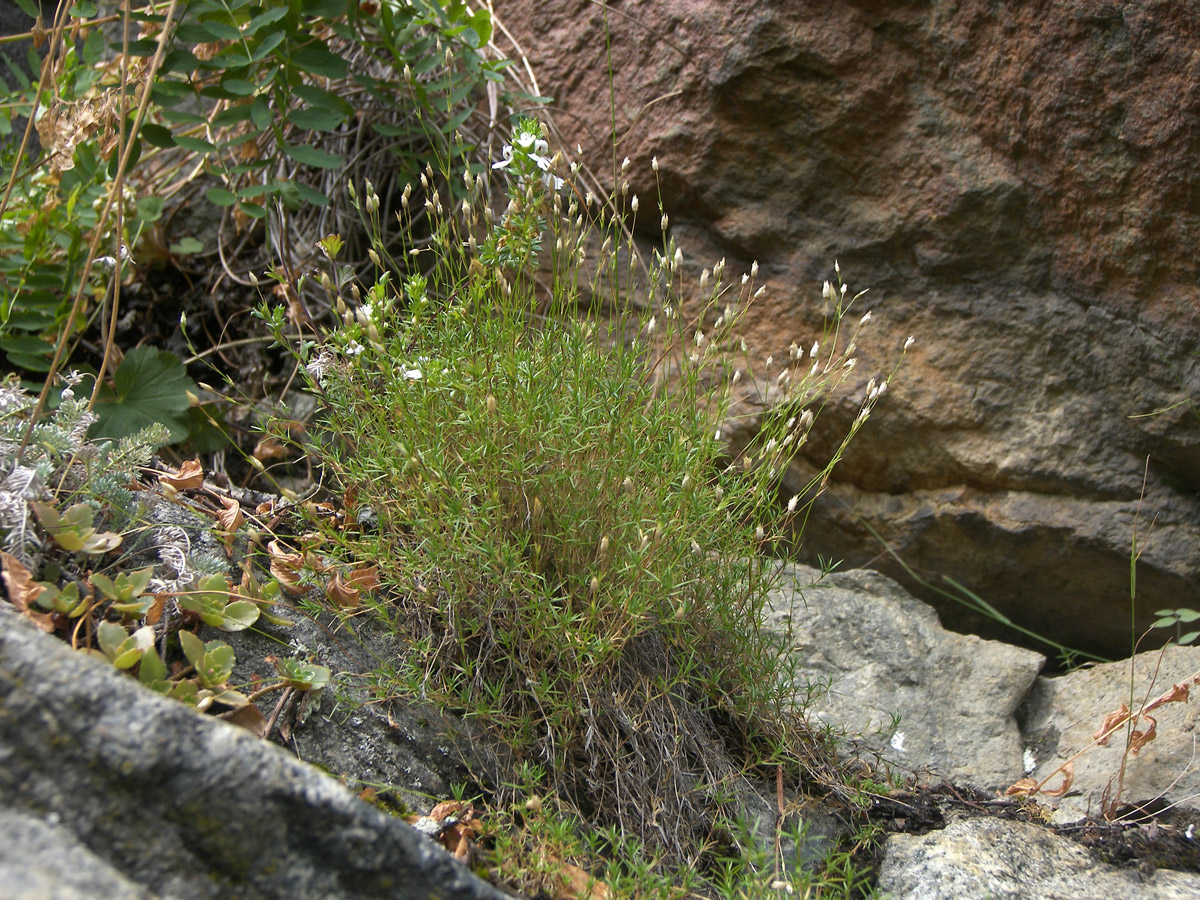 Image of Minuartia biebersteinii specimen.