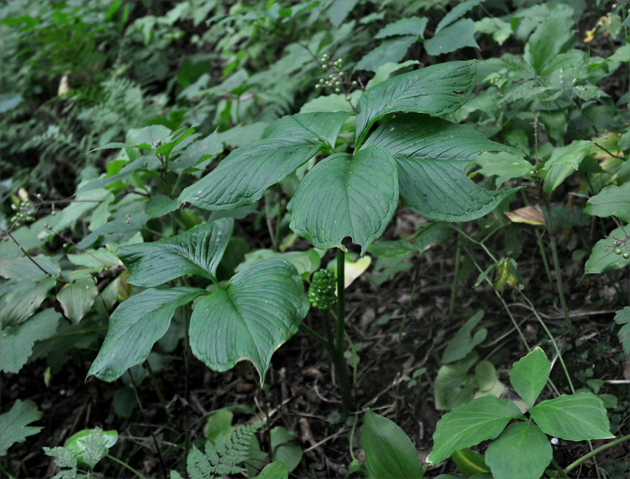 Изображение особи Arisaema robustum.