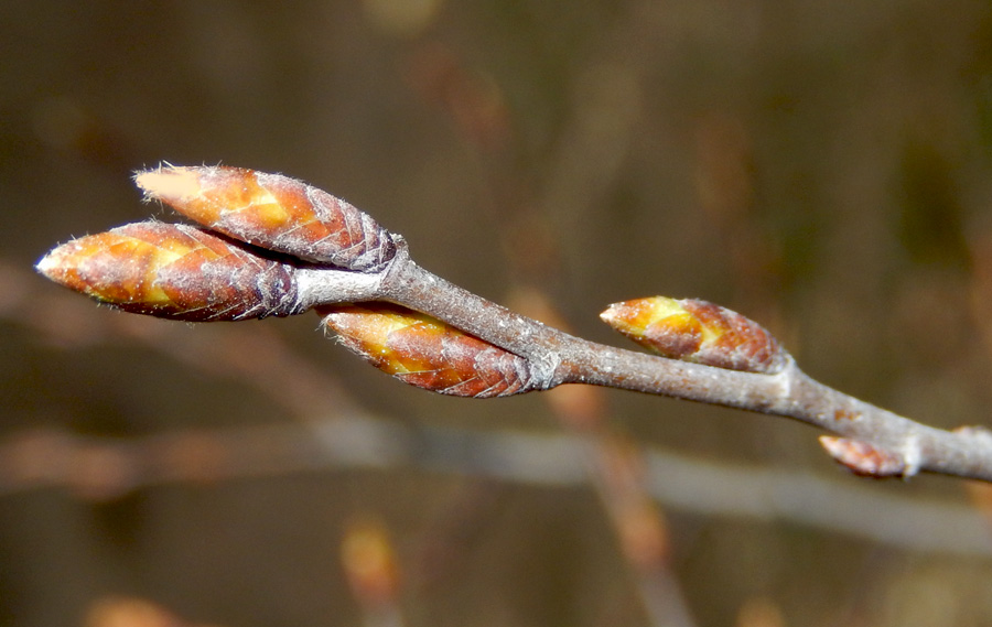 Изображение особи Carpinus orientalis.