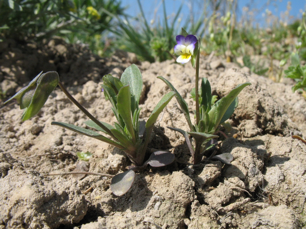 Изображение особи Viola modestula.