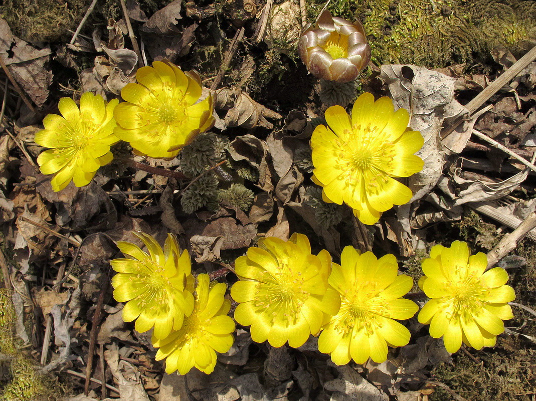 Image of Adonis amurensis specimen.