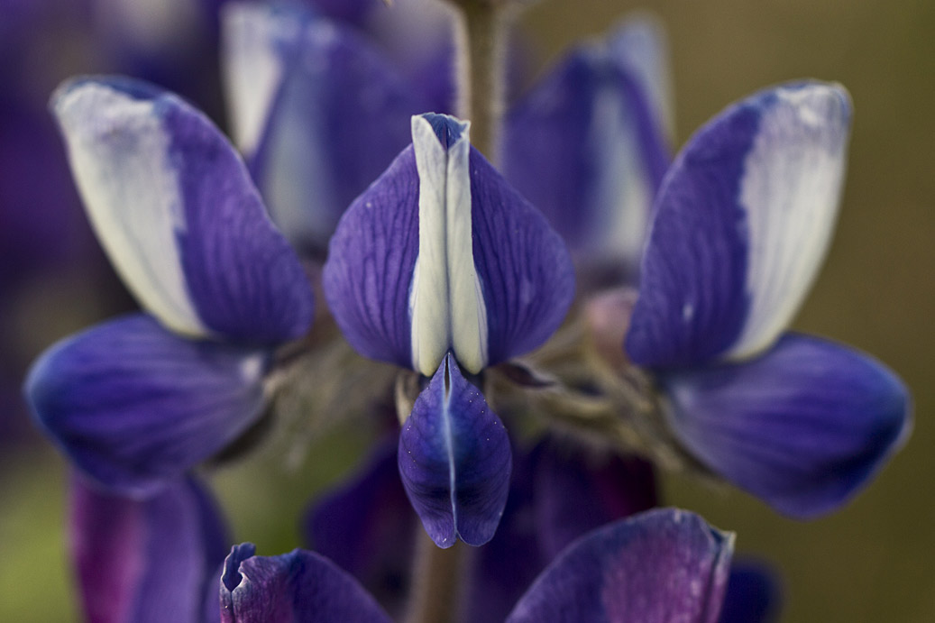 Изображение особи Lupinus pilosus.