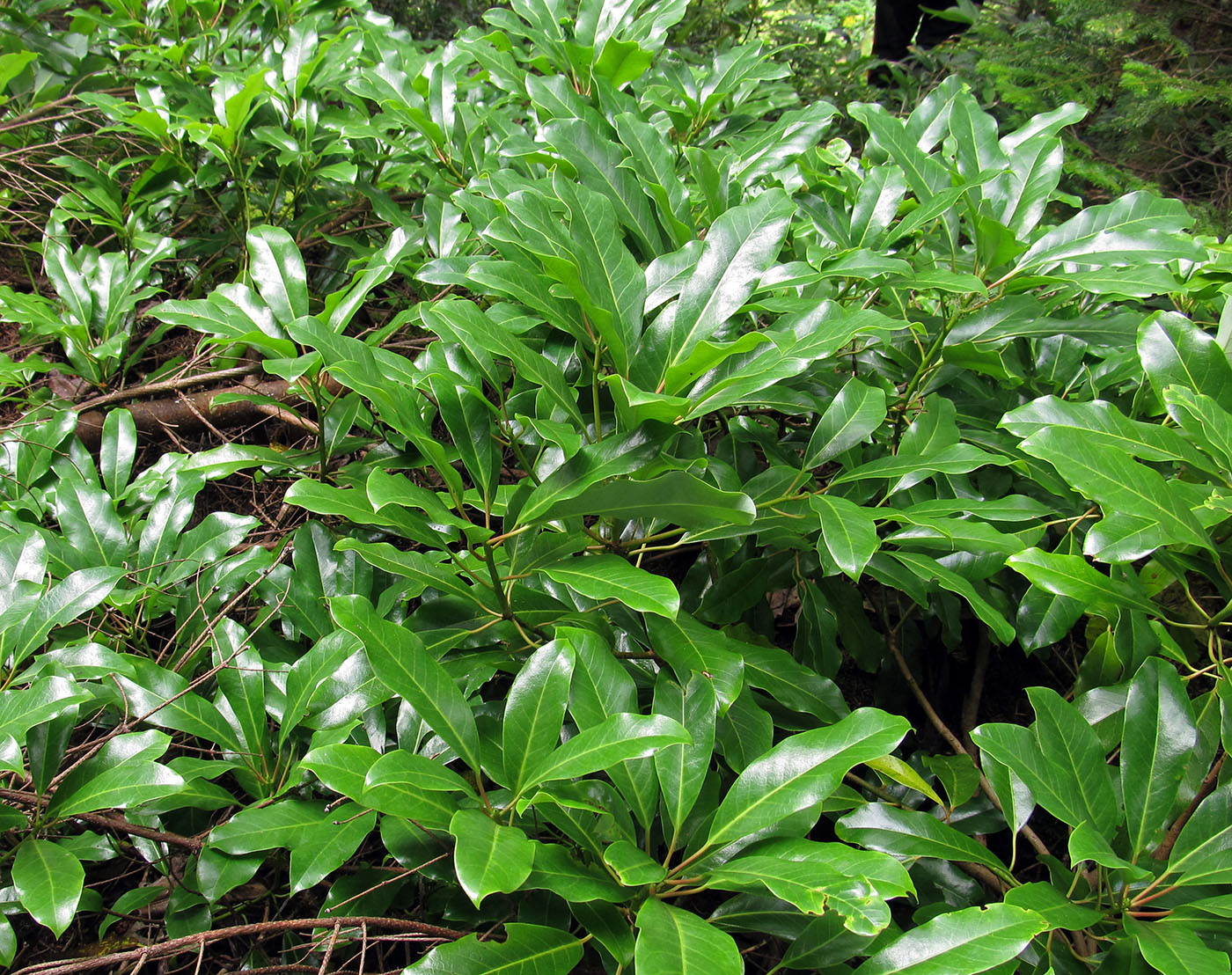 Изображение особи Daphniphyllum humile.