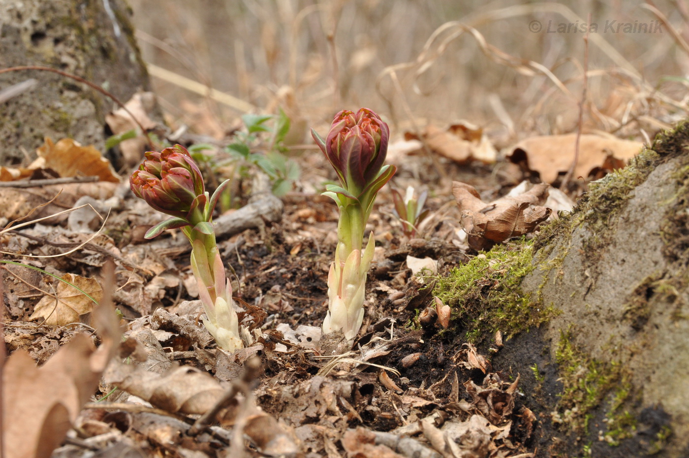 Image of Euphorbia komaroviana specimen.