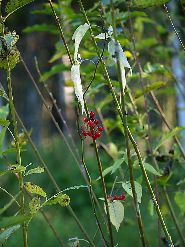 Image of Solanum dulcamara specimen.