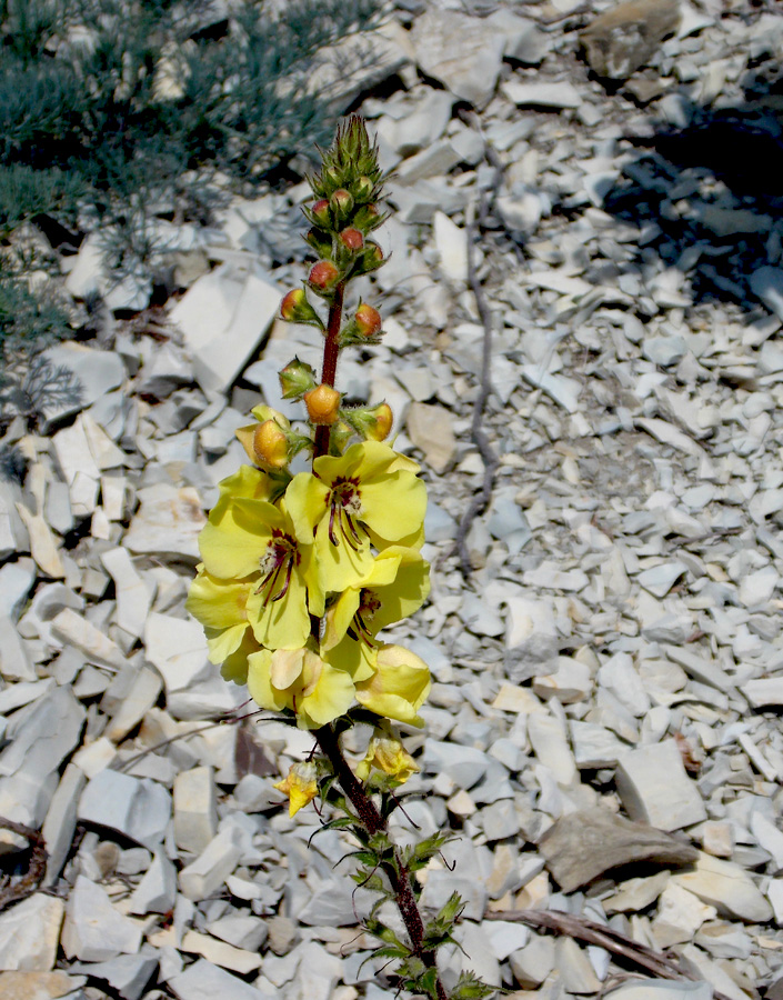 Image of Verbascum spectabile specimen.