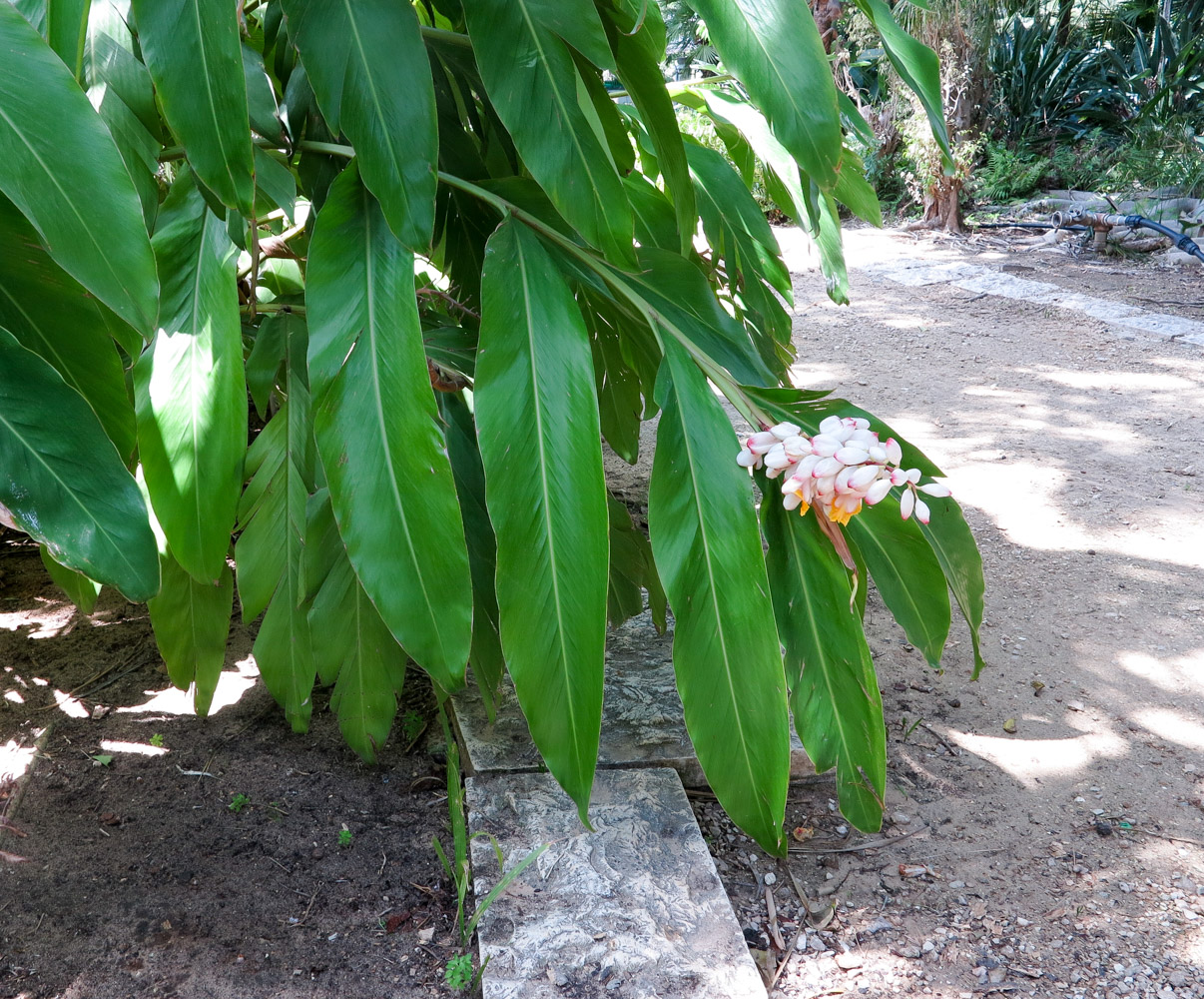 Image of Alpinia zerumbet specimen.