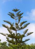 Araucaria heterophylla. Верхушка молодого дерева. Греция, о. Крит, холмы в южной окр. Ретимно (Ρέθυμνο), частные владения, в культуре. 02.05.2014.