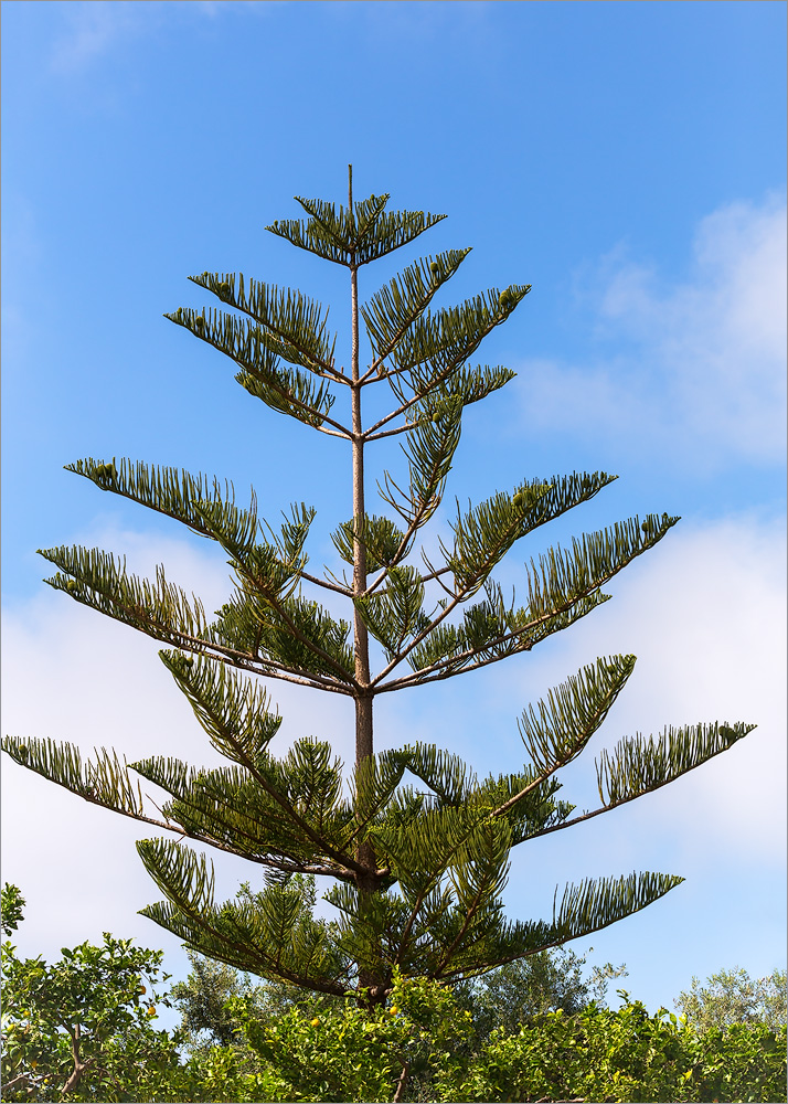 Изображение особи Araucaria heterophylla.