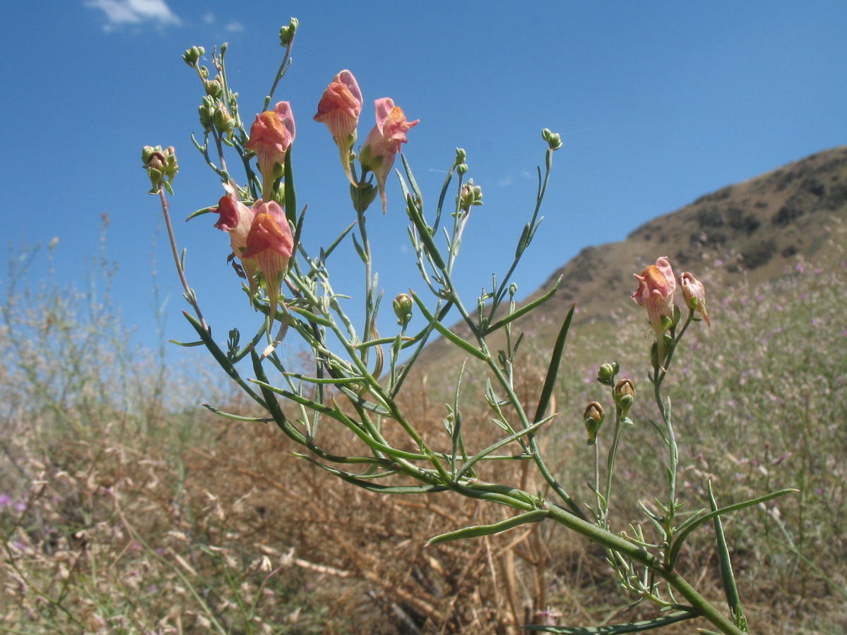 Image of Linaria popovii specimen.