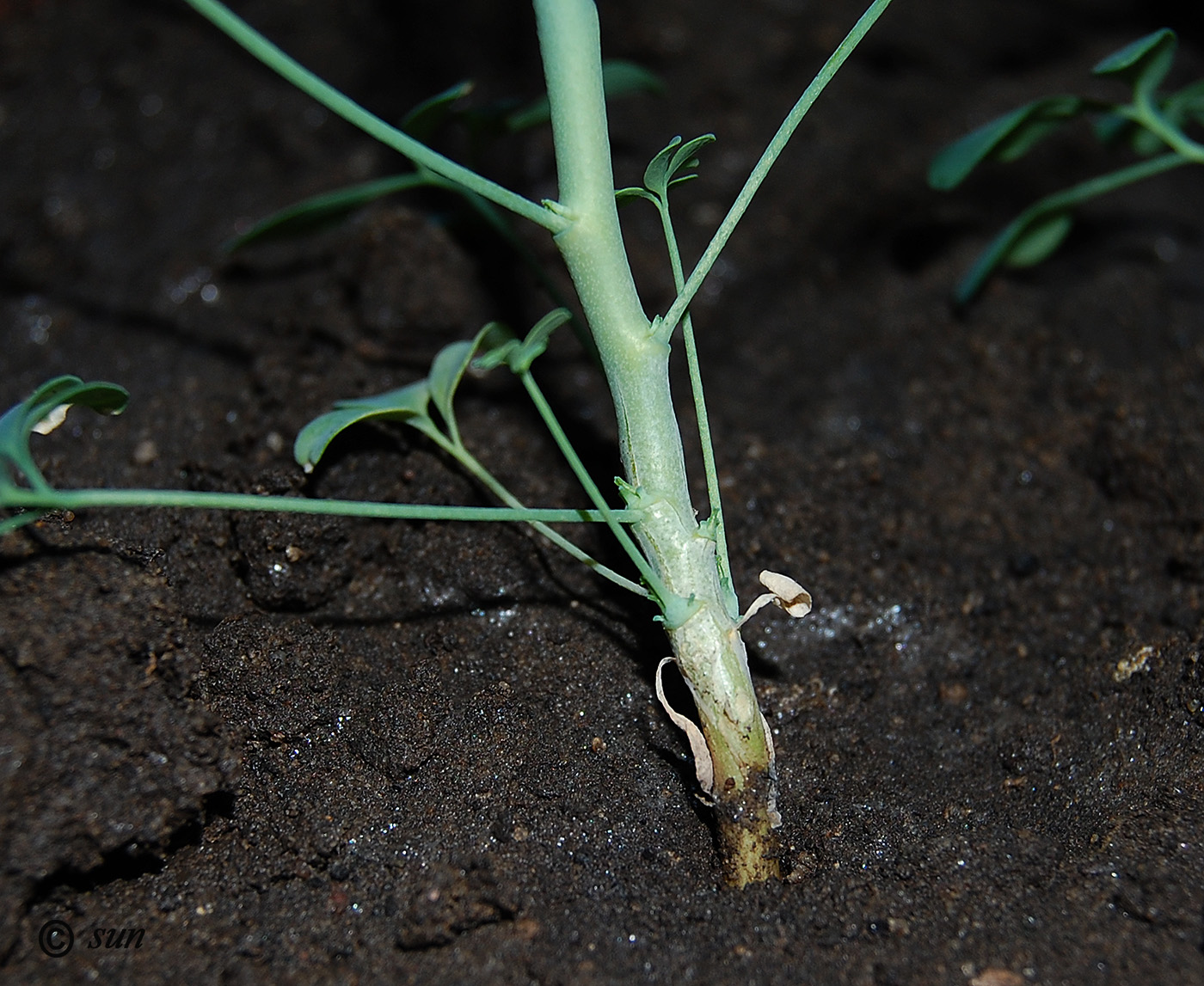 Image of Ruta graveolens specimen.