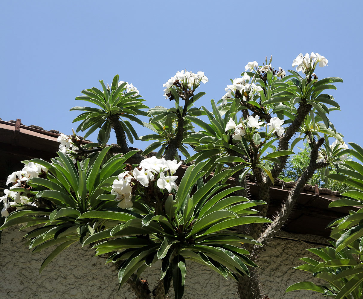 Image of Pachypodium lamerei specimen.