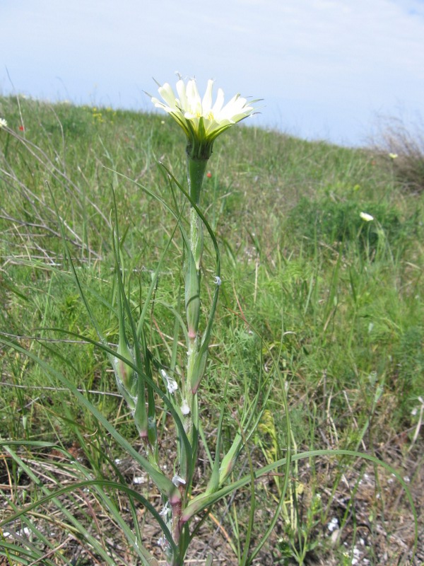 Image of Tragopogon dubius ssp. desertorum specimen.