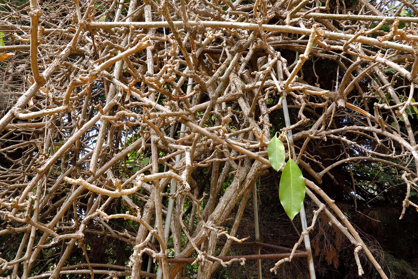 Image of Solandra maxima specimen.