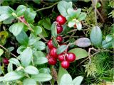 Vaccinium vitis-idaea