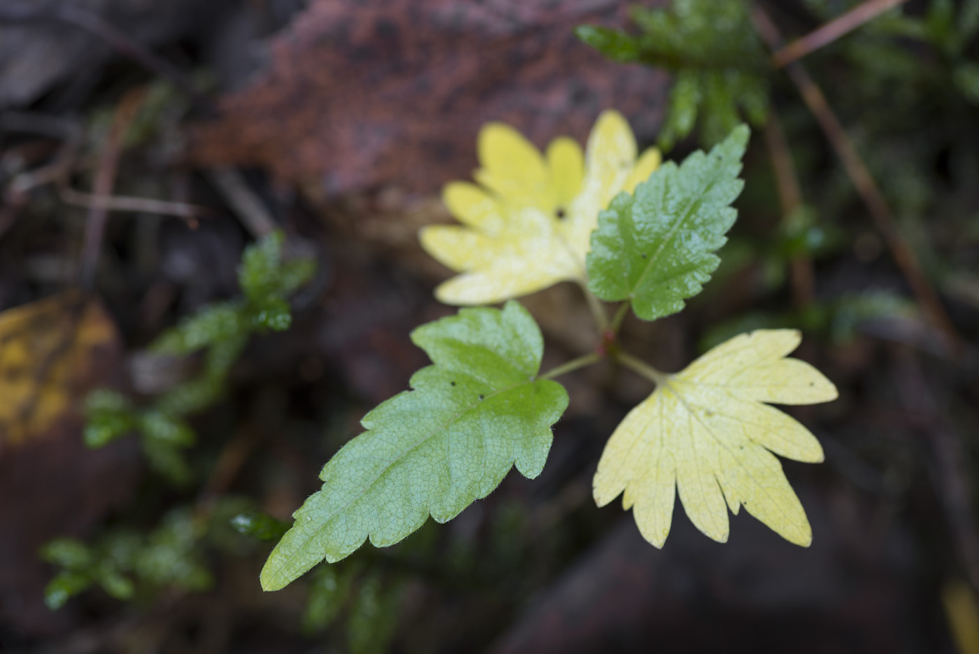 Image of Tilia cordata specimen.