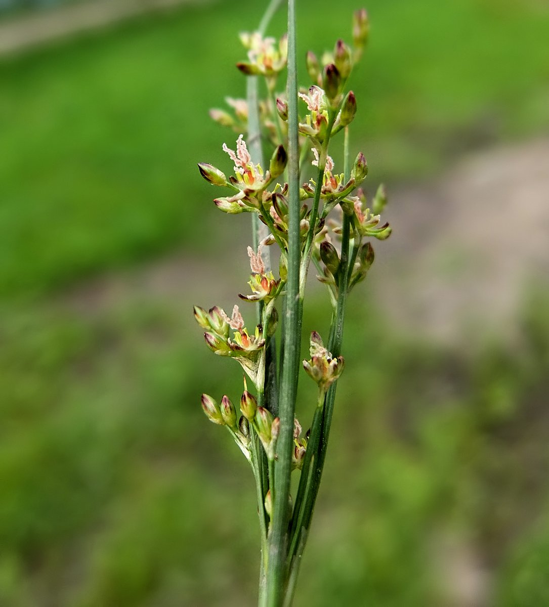 Image of Juncus gracillimus specimen.