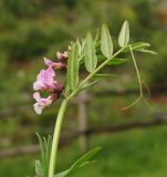 Vicia sepium. Соцветие и нижняя сторона листа. Восточный Казахстан, Кокпектинский р-н, 25 км в горы от с. Пантелеймоновка, 1000 м н.у.м., сопка. 14.06.2016.