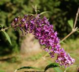 Buddleja davidii. Соцветие. Восточный Казахстан, г. Усть-Каменогорск, парк Жастар, в культуре. 03.09.2016.