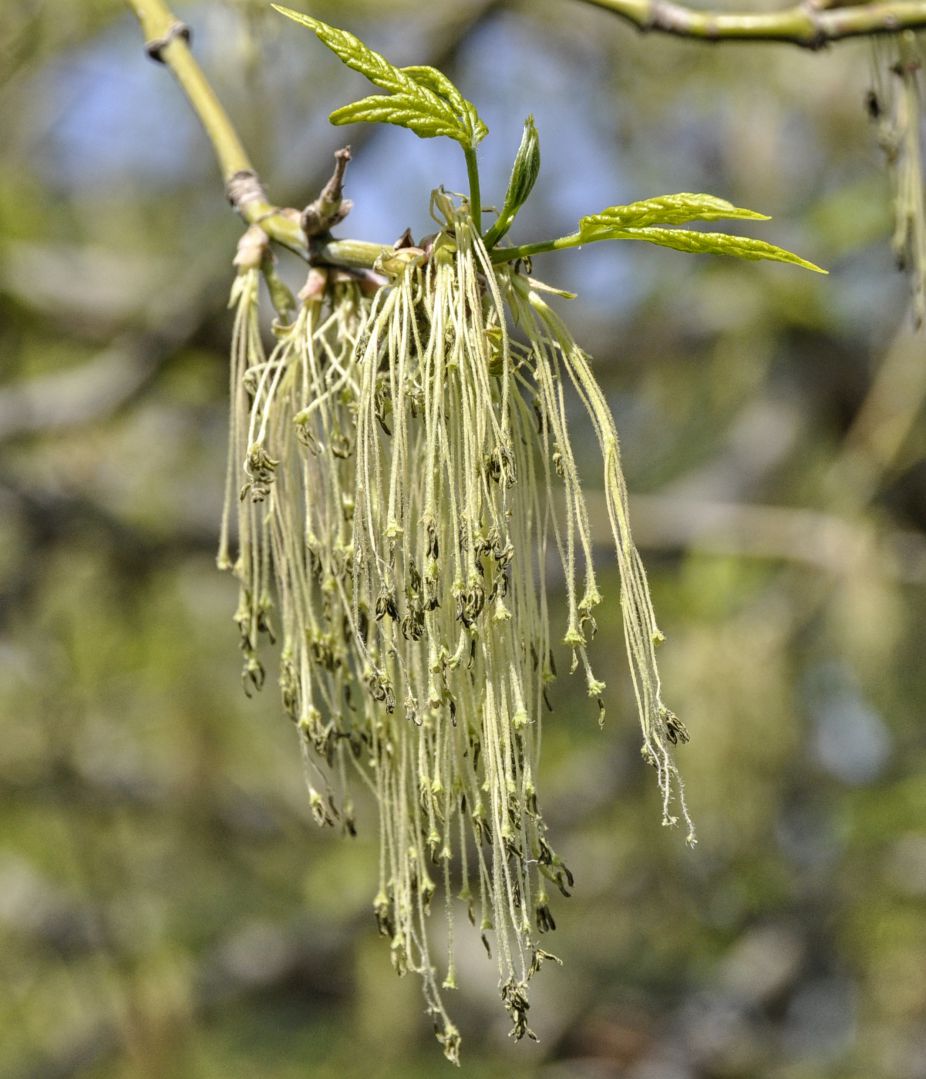 Image of Acer negundo specimen.