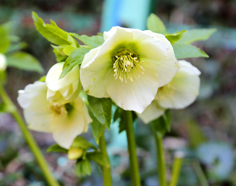 Image of Helleborus caucasicus specimen.