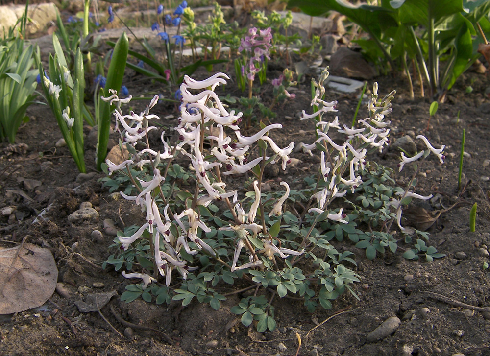 Изображение особи Corydalis ruksansii.