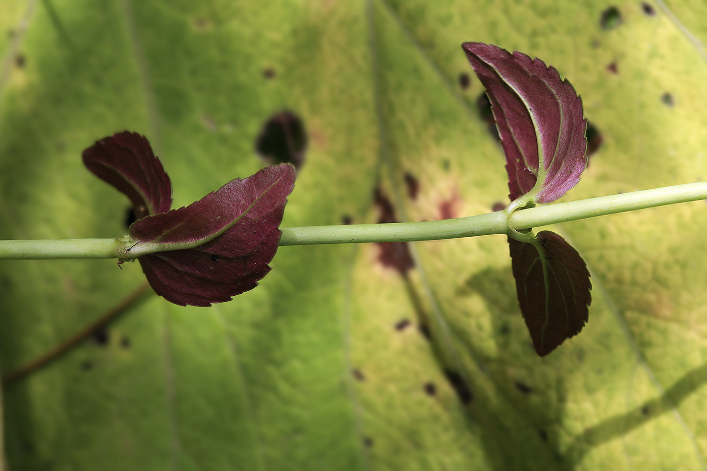 Image of Veronica americana specimen.