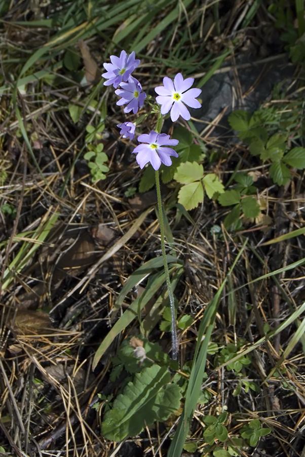 Image of Primula cortusoides specimen.