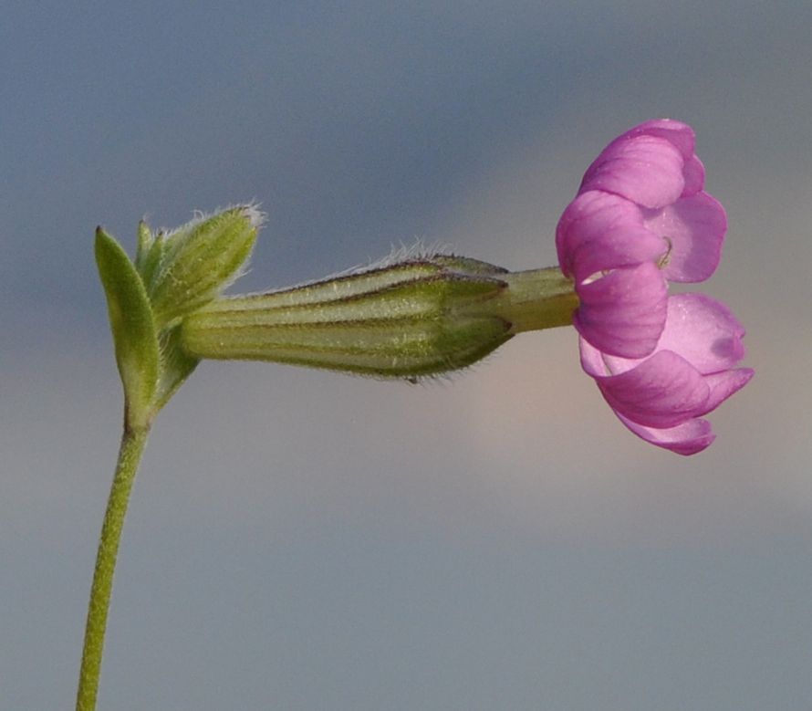 Image of Silene colorata specimen.