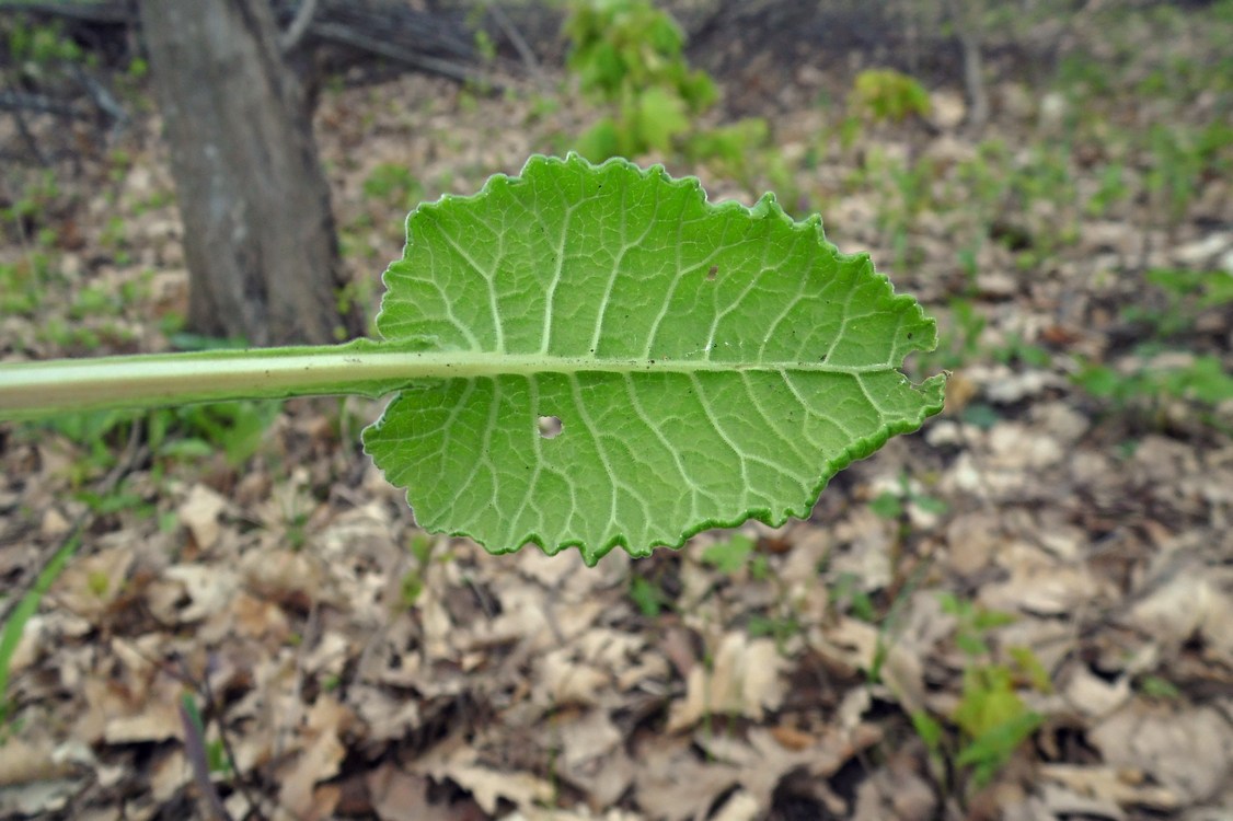 Image of Primula macrocalyx specimen.