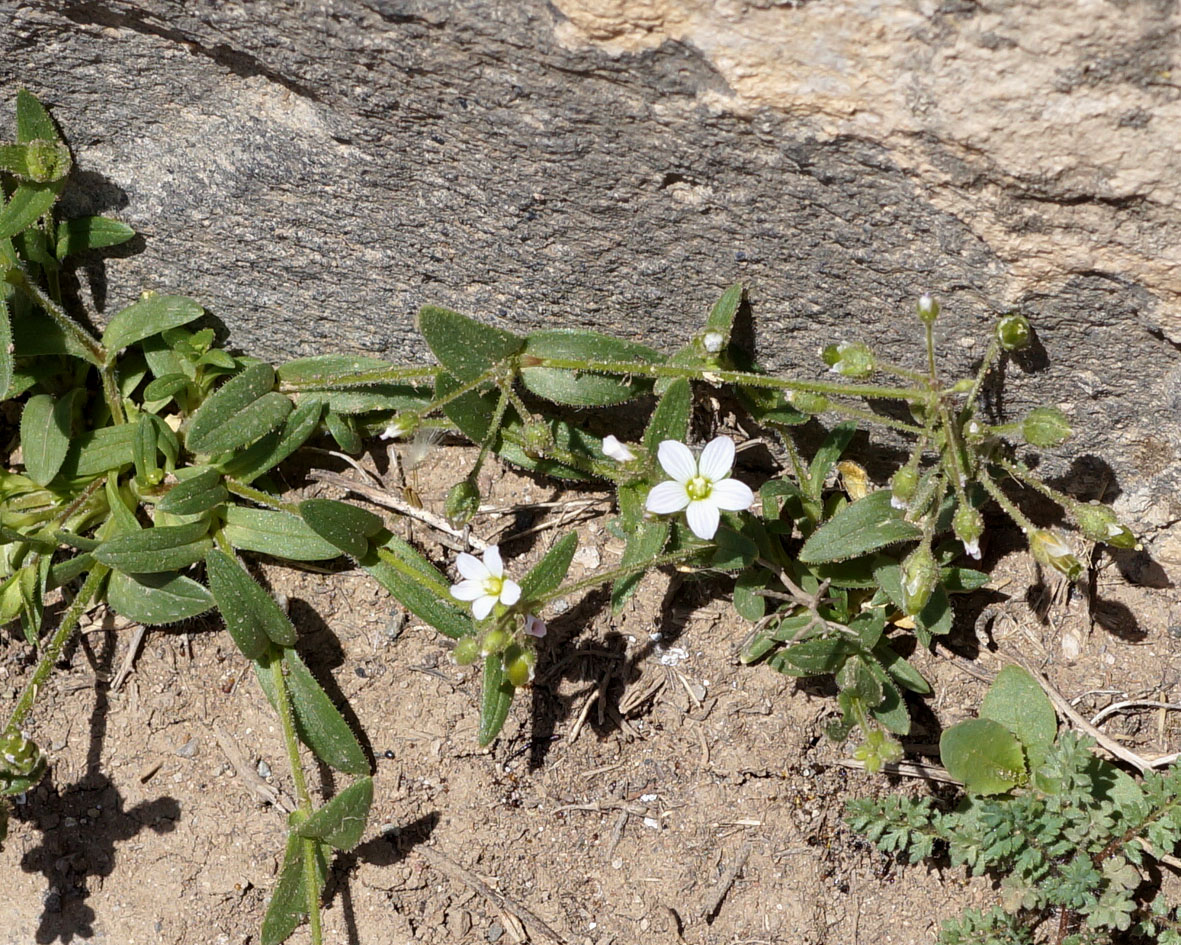 Image of Holosteum glutinosum specimen.