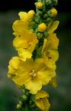 Verbascum densiflorum