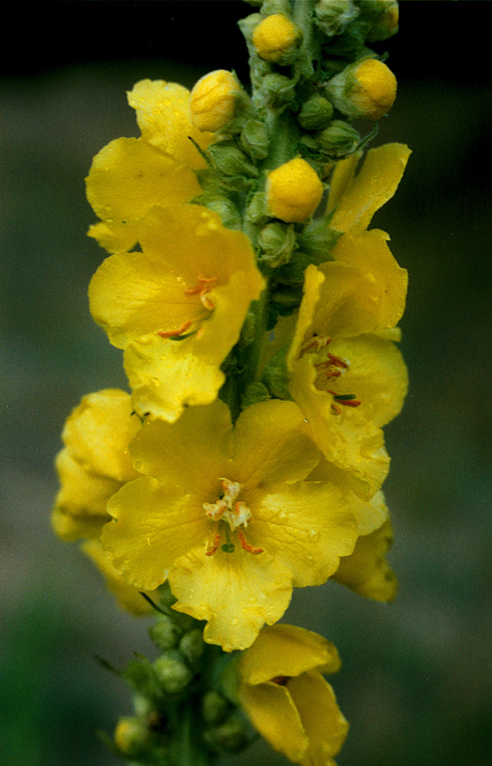 Image of Verbascum densiflorum specimen.