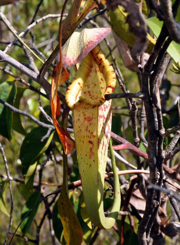 Изображение особи Nepenthes stenophylla.