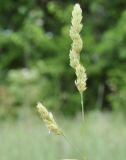 Dactylis glomerata