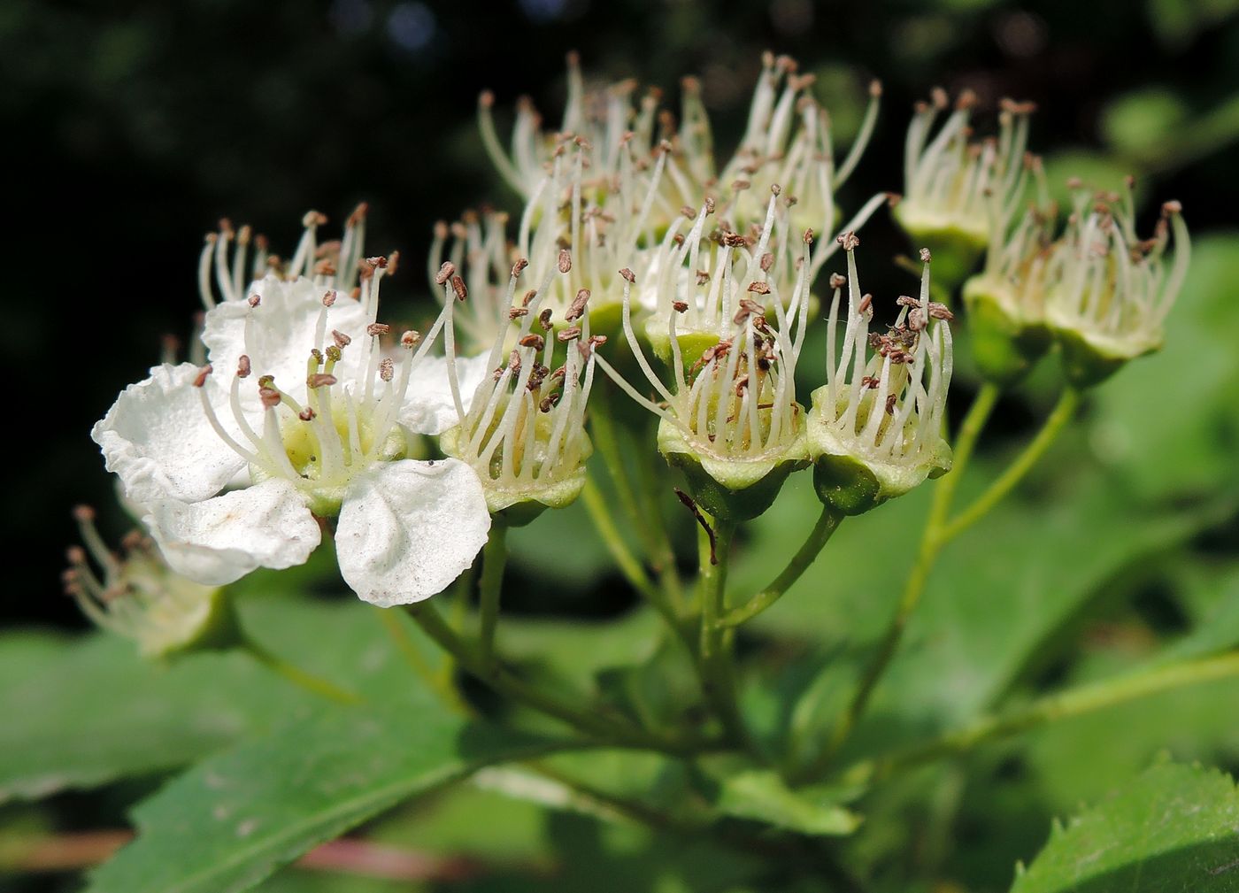 Image of Crataegus chlorocarpa specimen.