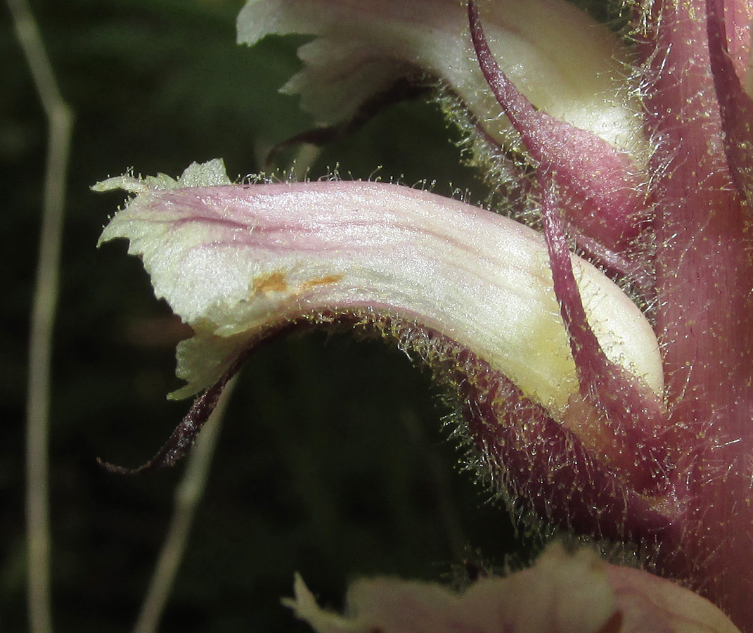 Image of Orobanche hederae specimen.