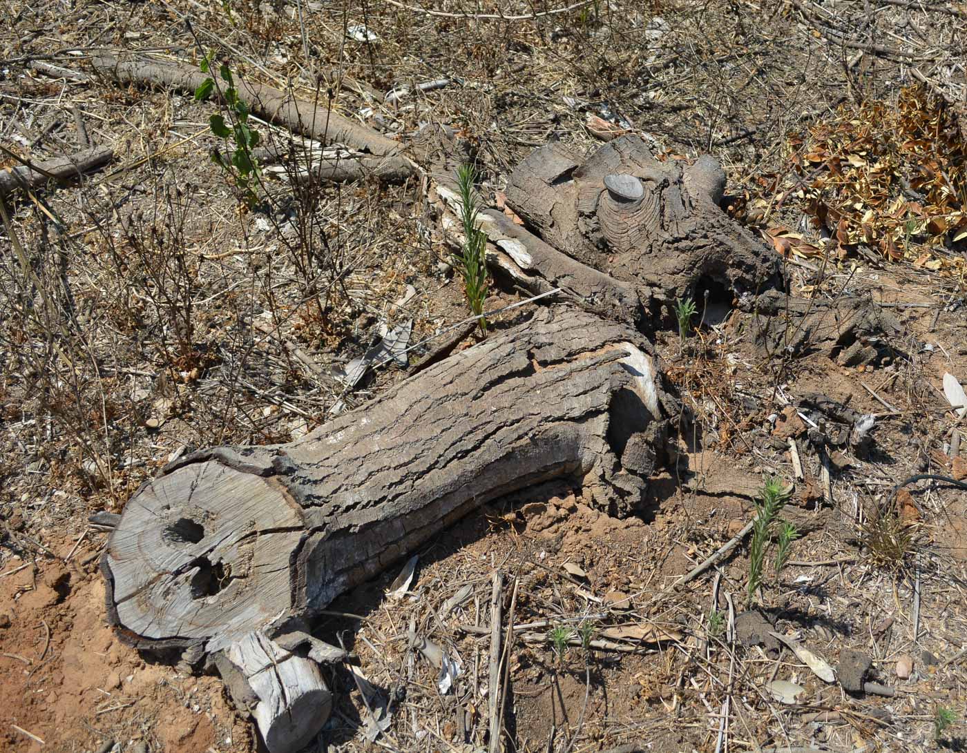 Image of Leucadendron galpinii specimen.