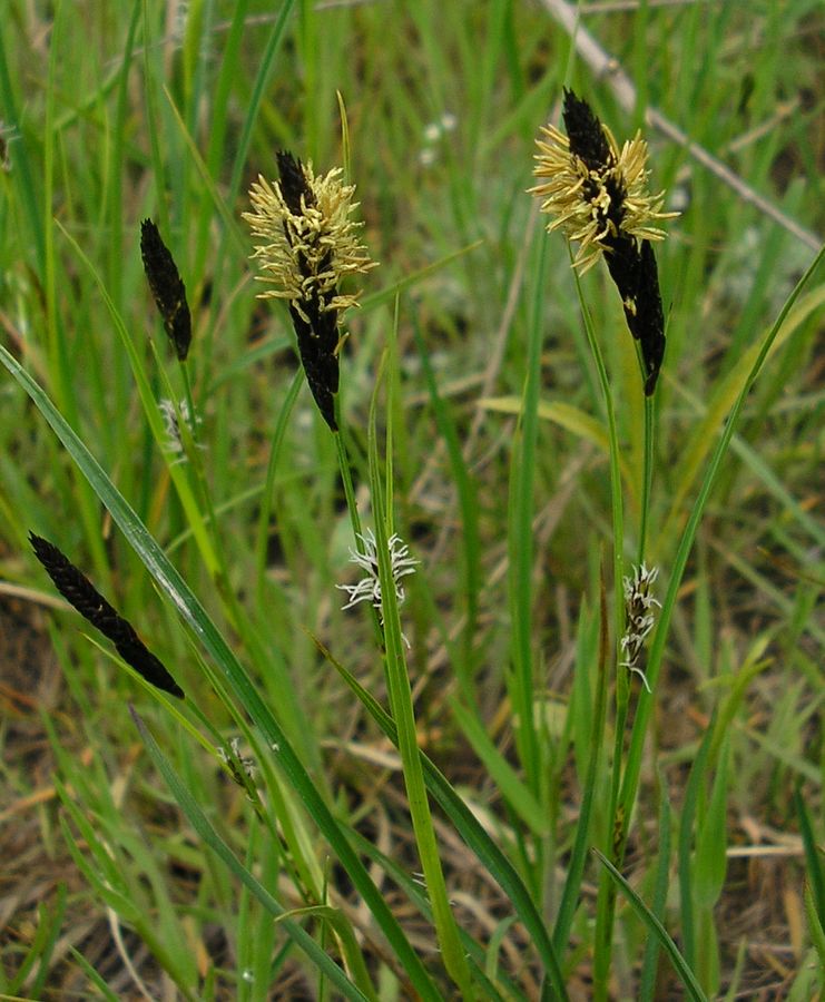 Image of Carex melanostachya specimen.