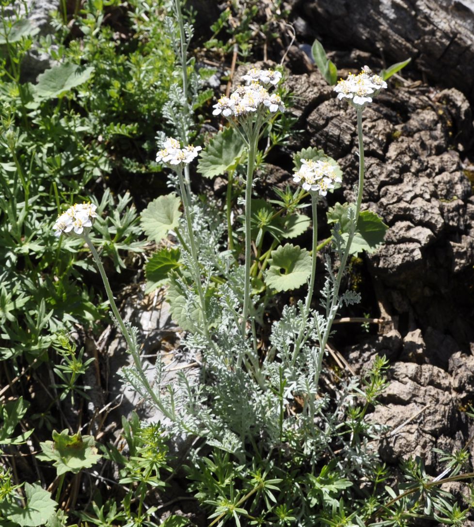 Изображение особи Achillea ambrosiaca.