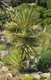 Yucca aloifolia. Вегетирующее растение. Южный берег Крыма, Никитский ботанический сад, в культуре. 14 мая 2014 г.